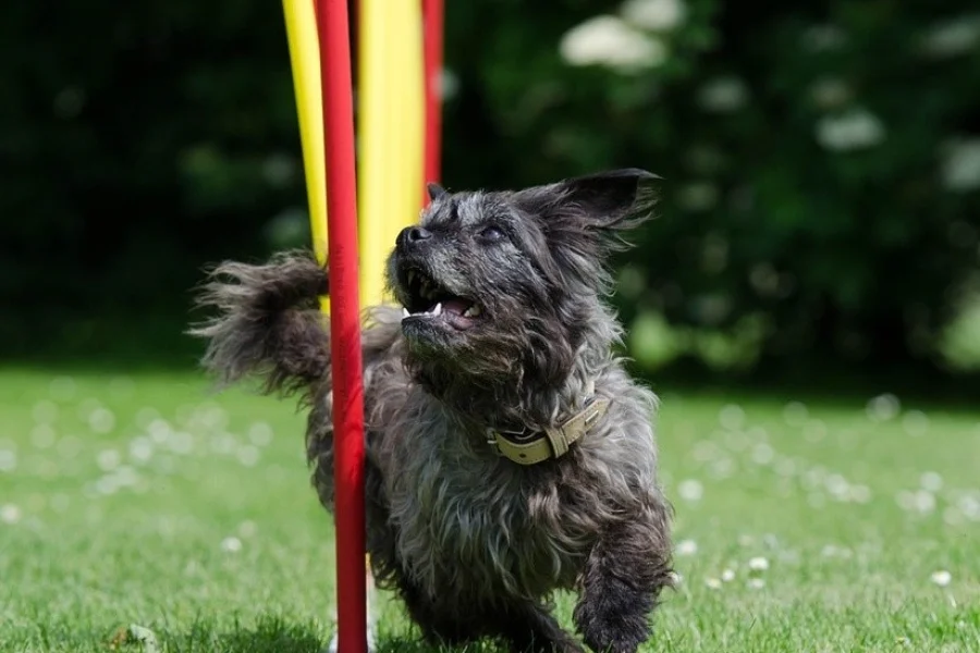 Sirius Hundcenter