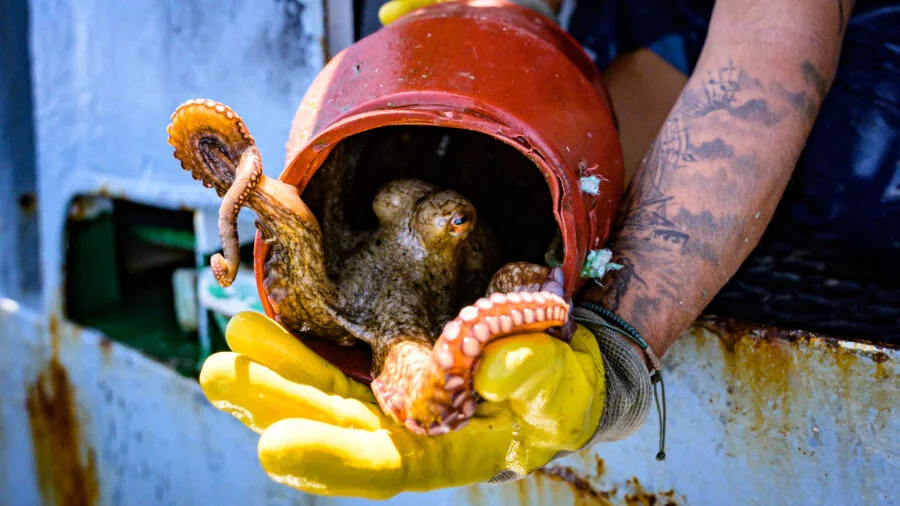 Before the Last Octopus